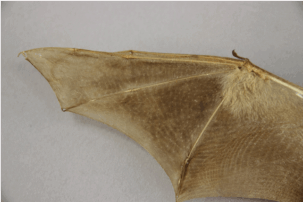 Nature Museum Chicago Academy of Sciences Blog