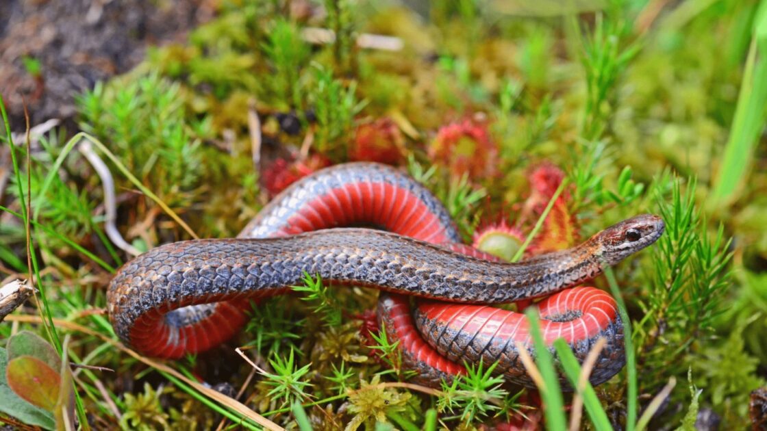 Nature Museum | The Red-Bellied Snake