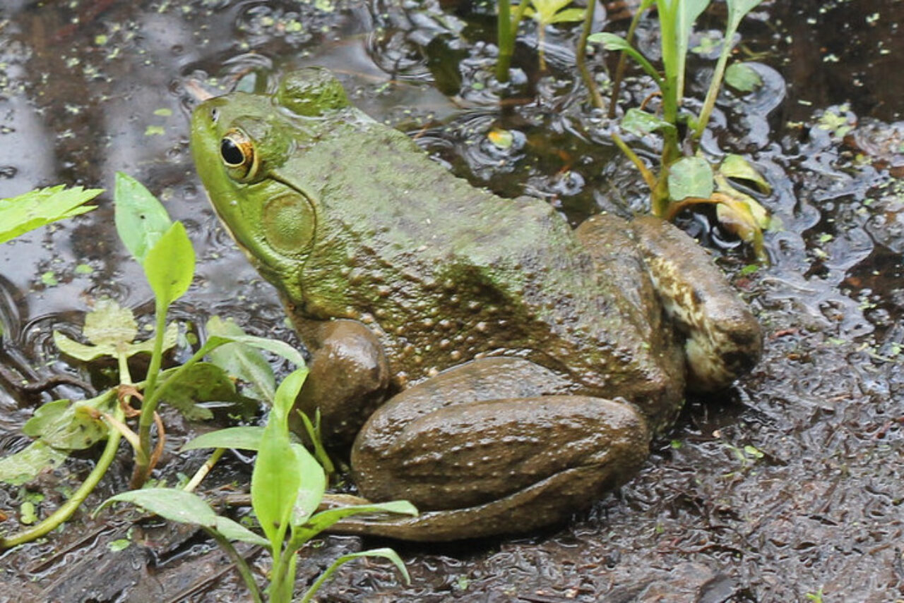 Bullfrog