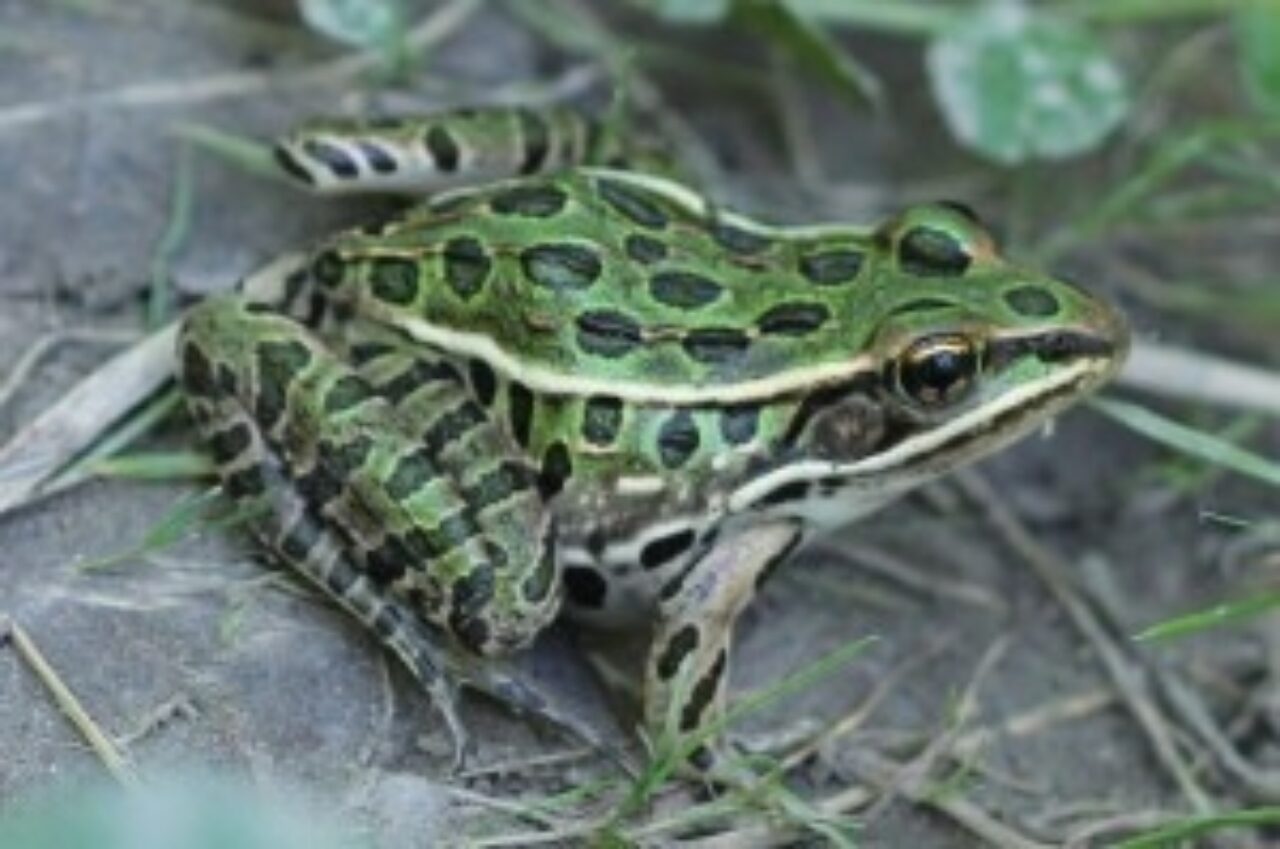 Northernleopard 300x199