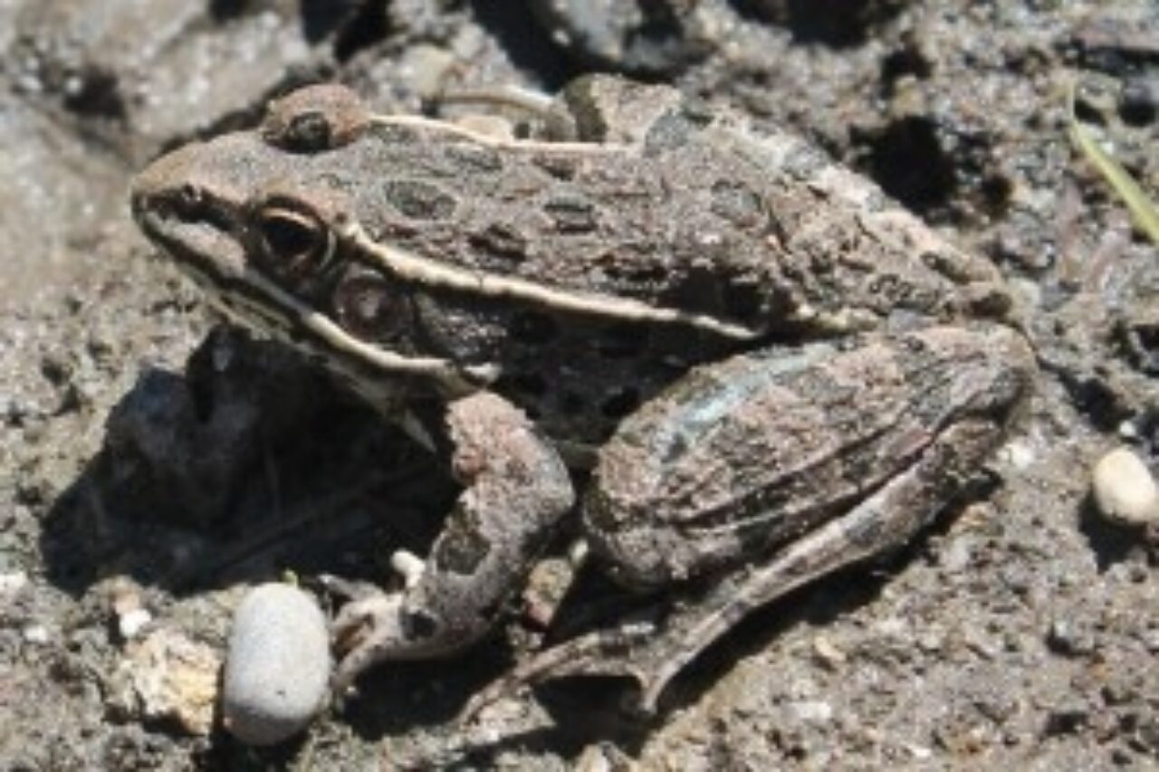 Plainsleopard 300x200