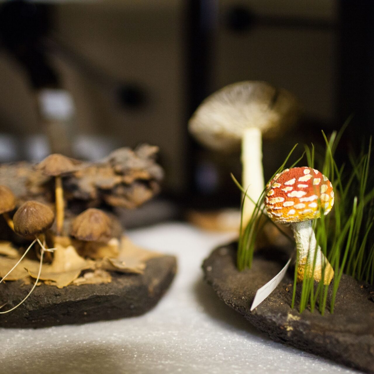 Woodland breakdown thumb 1