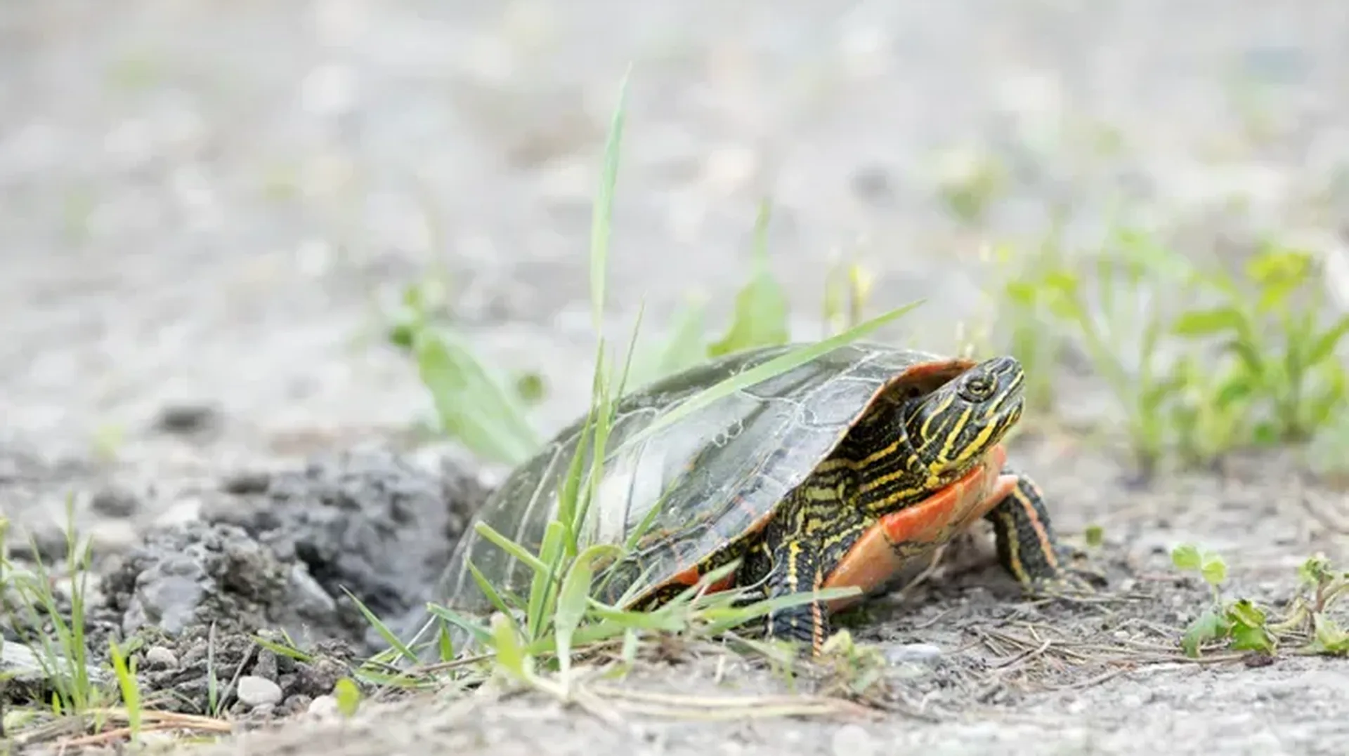 Ms turtle nest d160891a72da40938fba45554797c87c