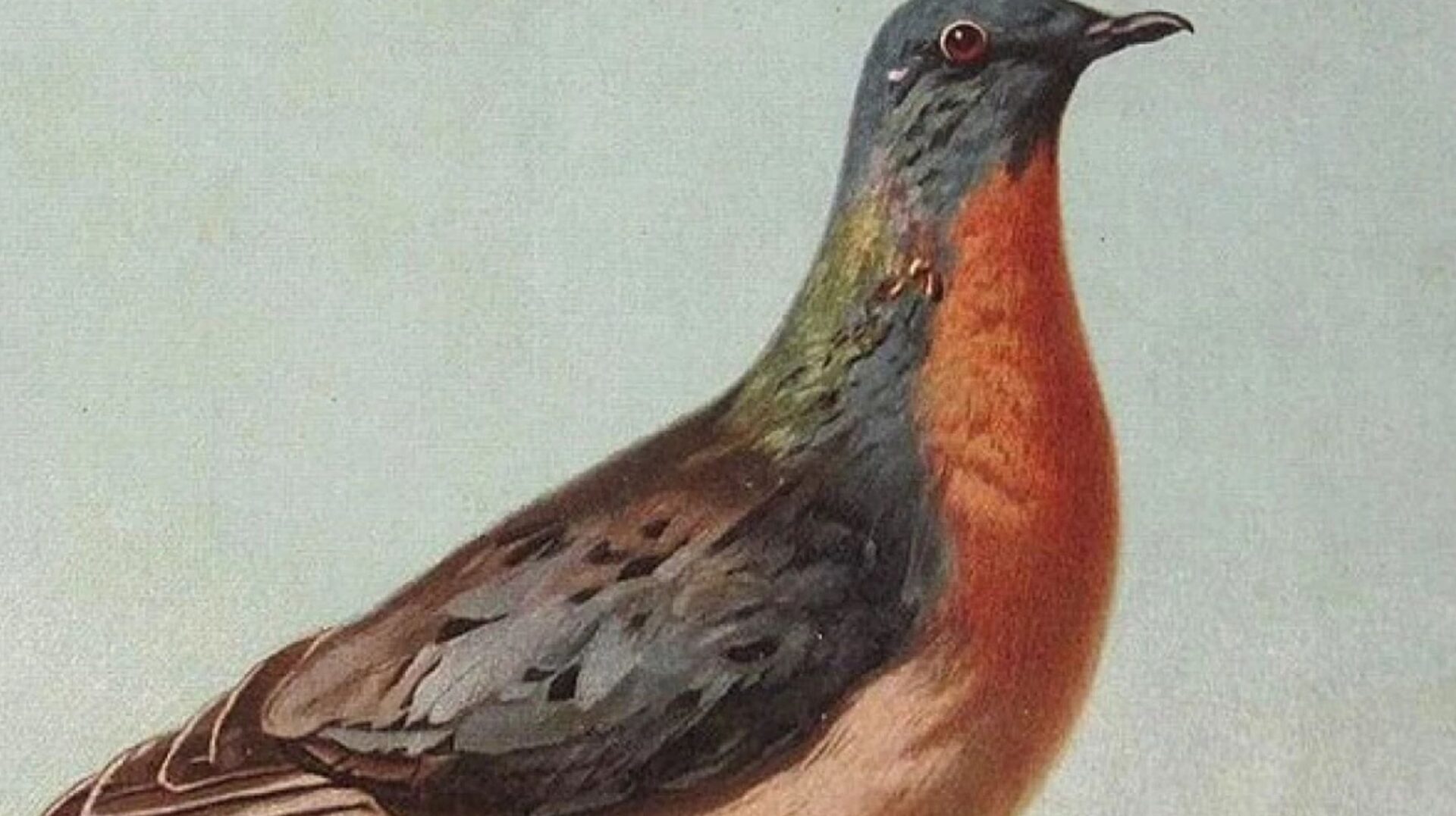 Pigeon
