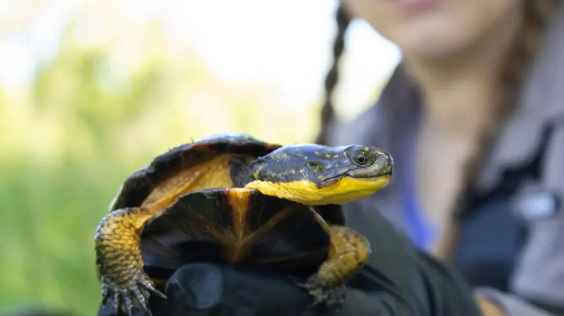 Sierra blandingsturtle wb jpg
