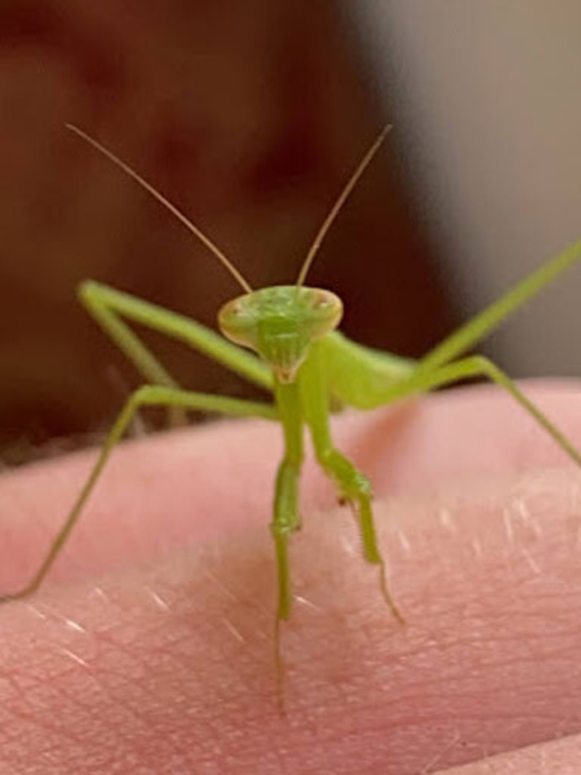 FF Selfie With Pray Mantis Mtnis crop