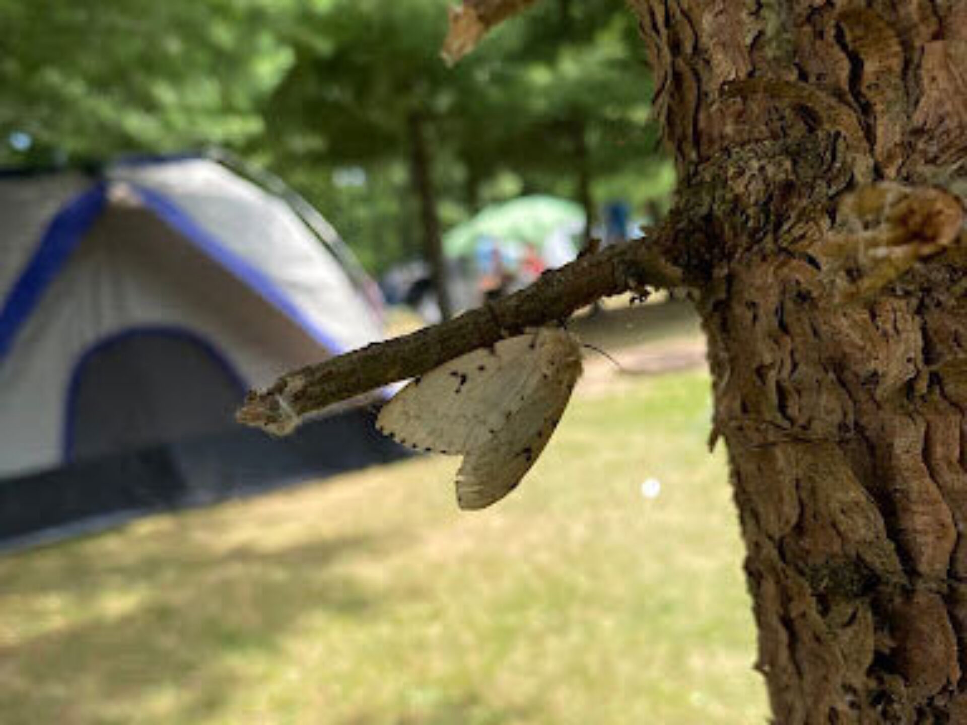 FF Spongy Moth July 2022 1 crop