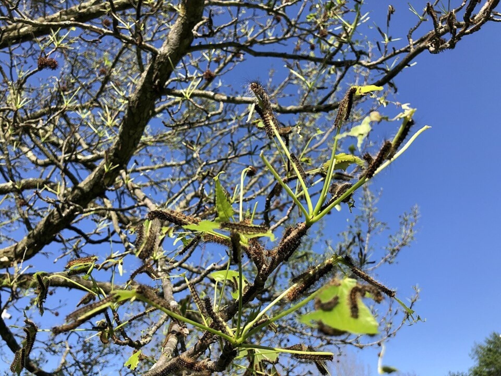 Wikimedia Commons 2022 06 04 caterpillars defoliating Sweet Gum