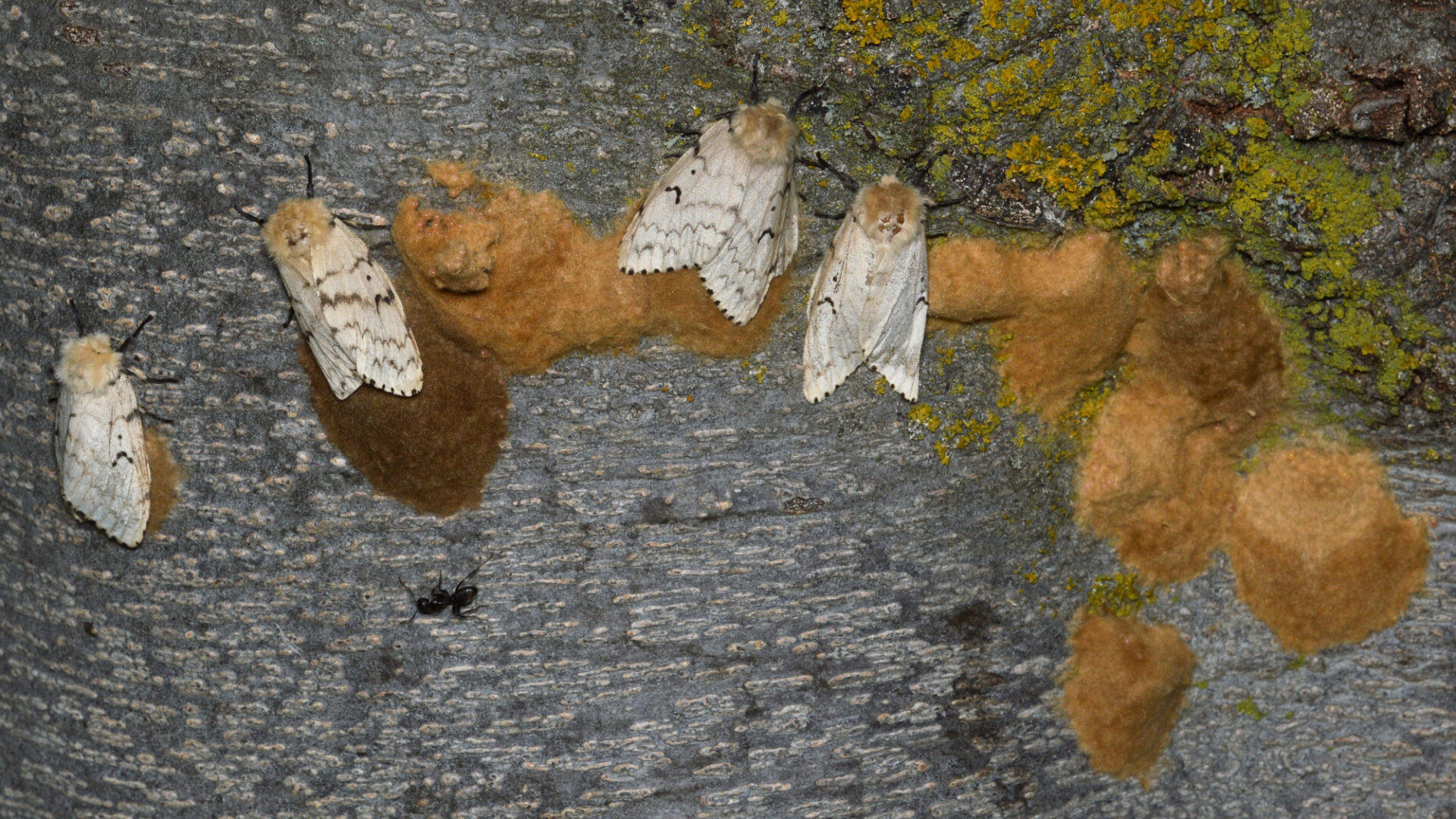 Wikimedia Commons 3 Lymantria dispar with Egg Masses 2020