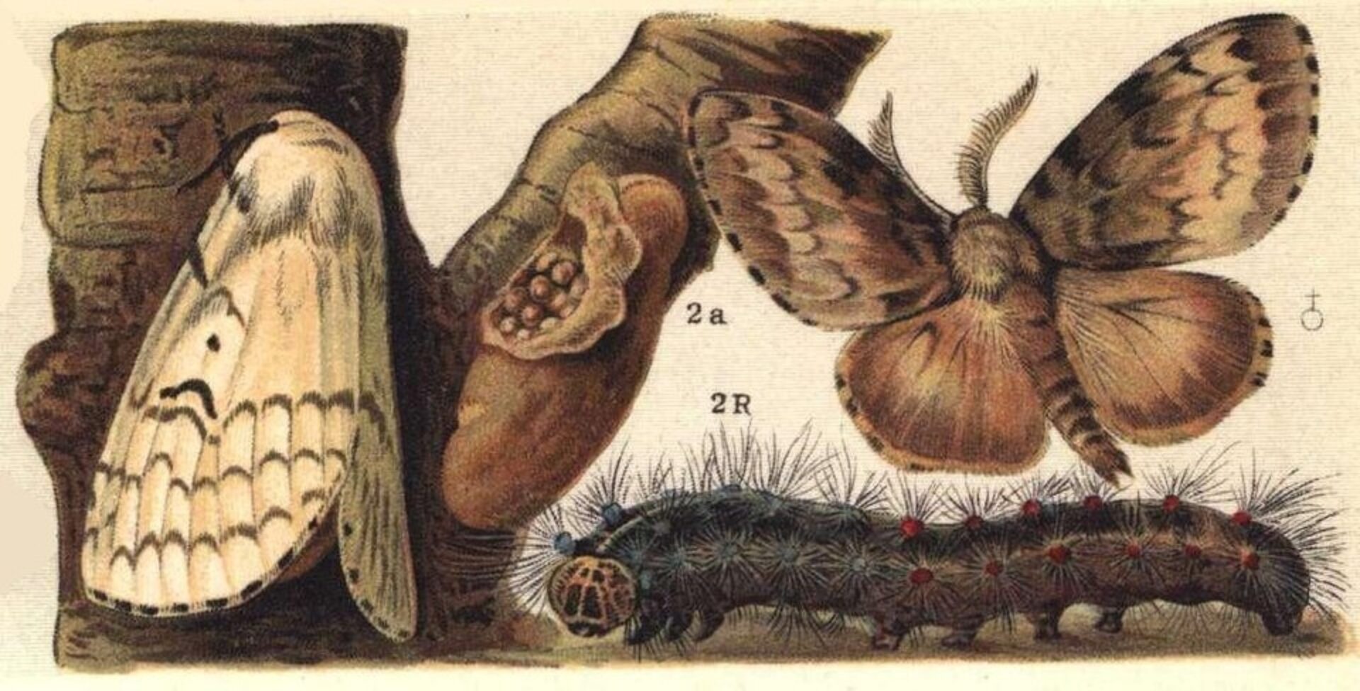 Wikimedia Commons Lymantria dispar ugglan