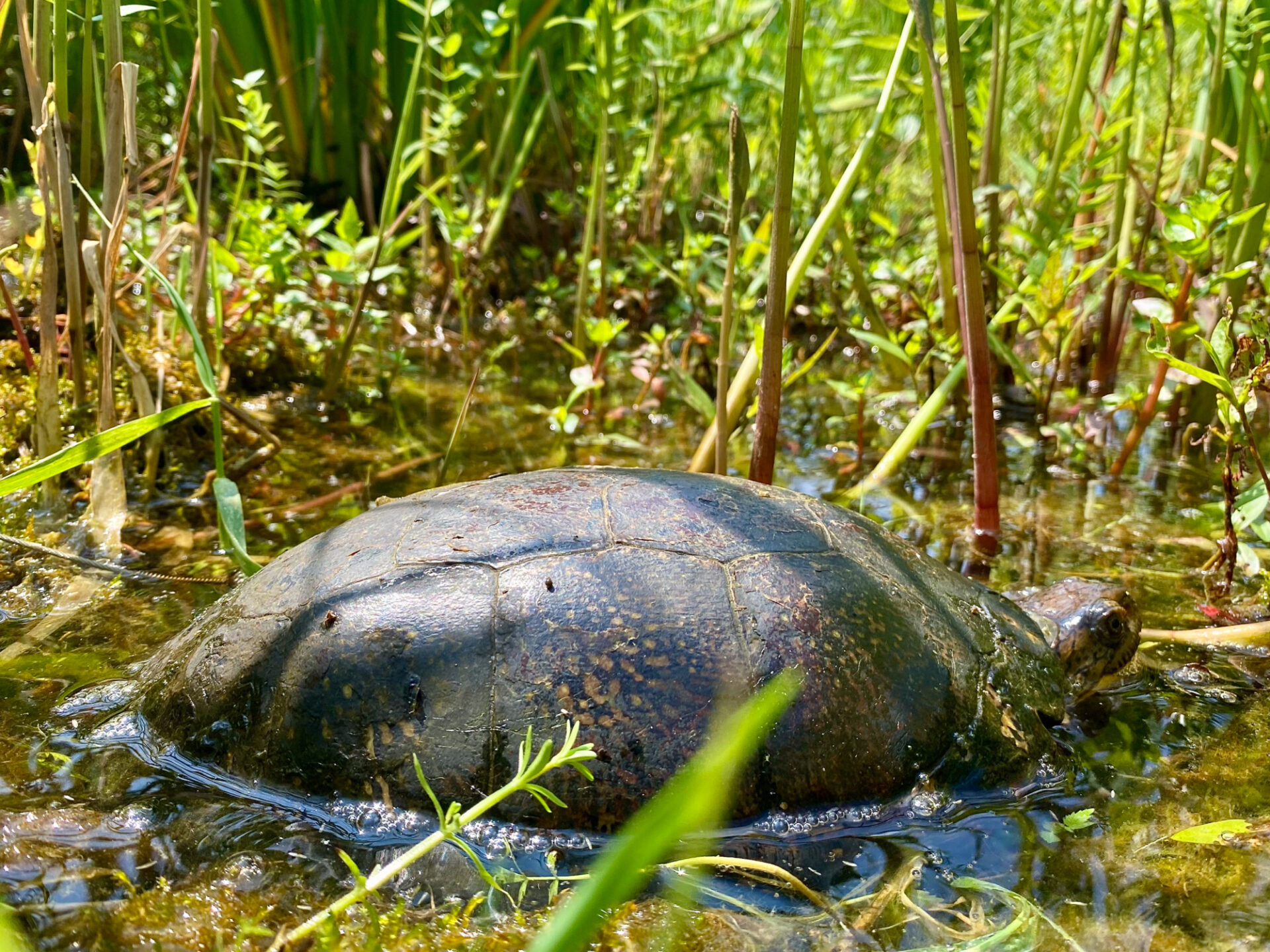 Viola relaxing in the water