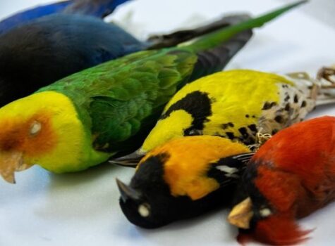 Nature Museum | By A Thread: Nature's Resilience