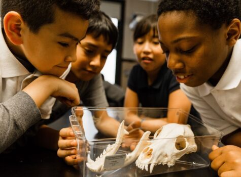 Nature Museum | Chicago Academy of Sciences Blog