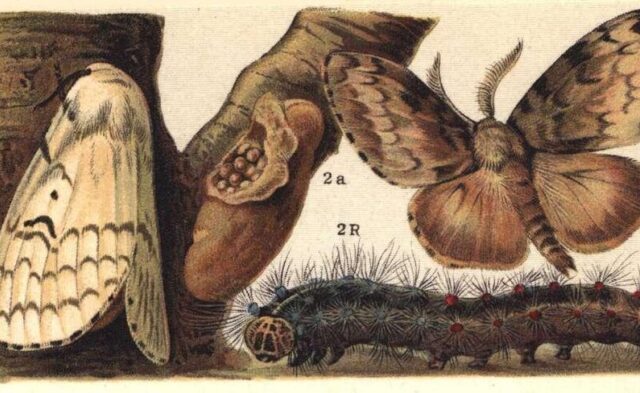 Wikimedia Commons Lymantria dispar ugglan