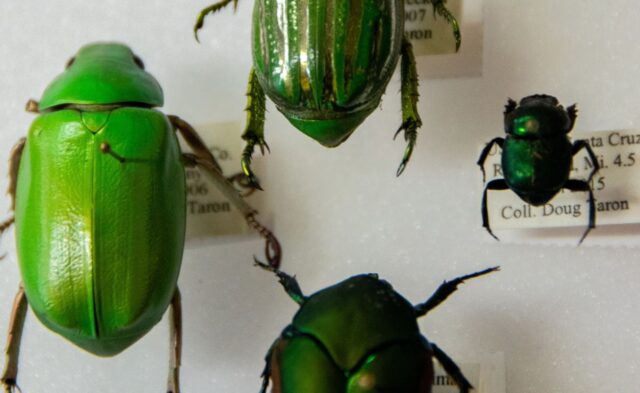 Beetle