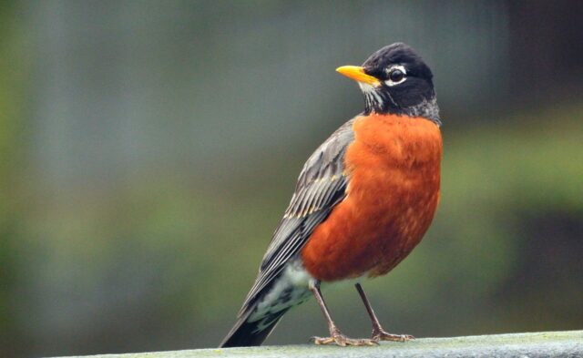 Birder