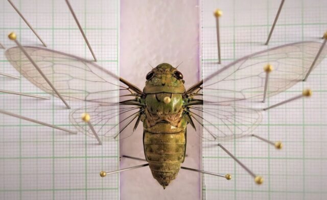 Cicada