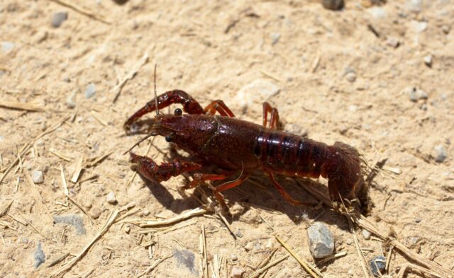 Crayfish