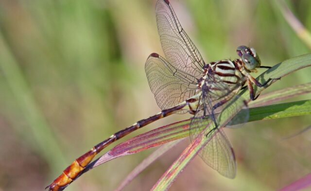 Odonate header 1