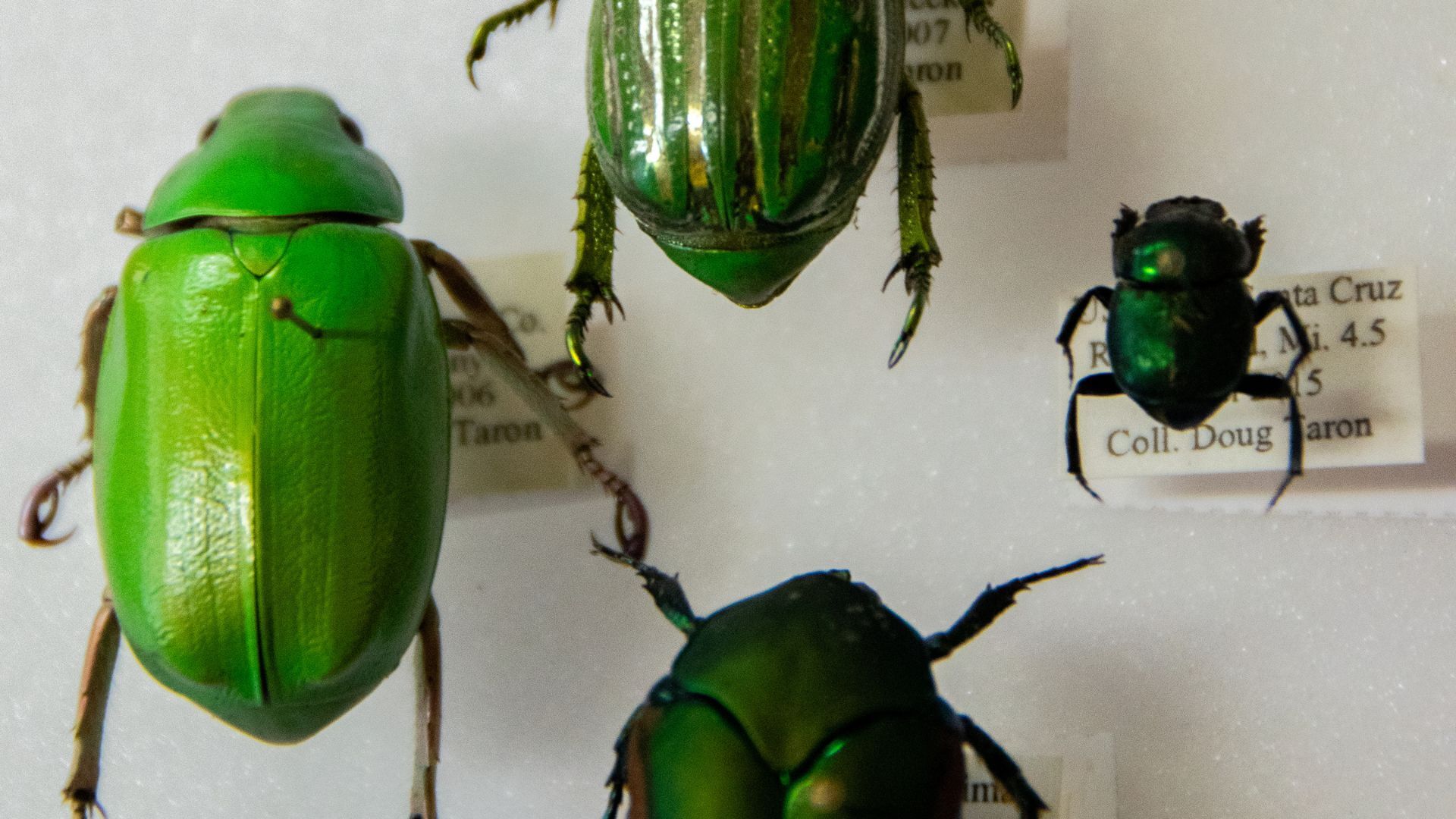 Beetle