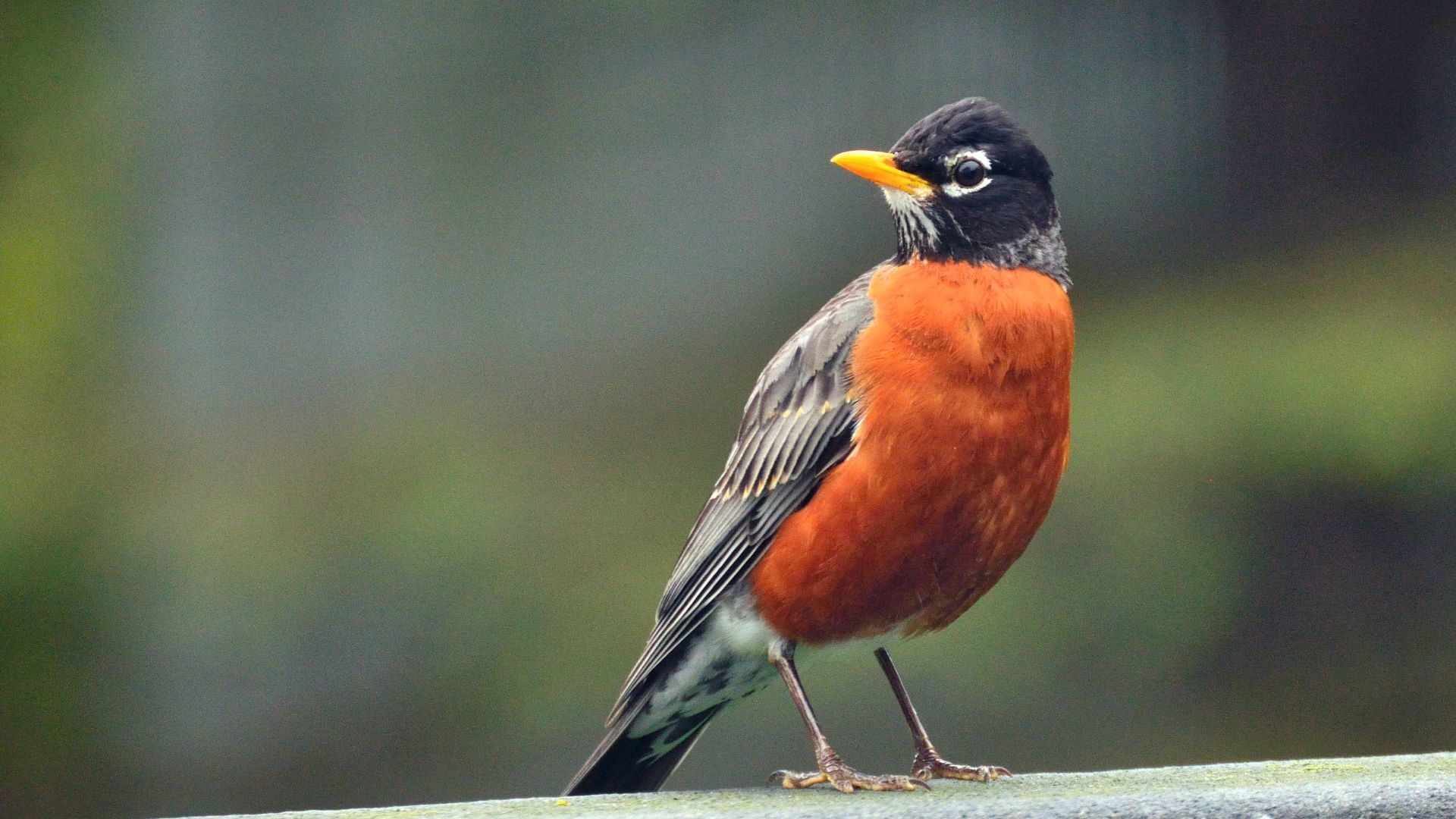 Birder