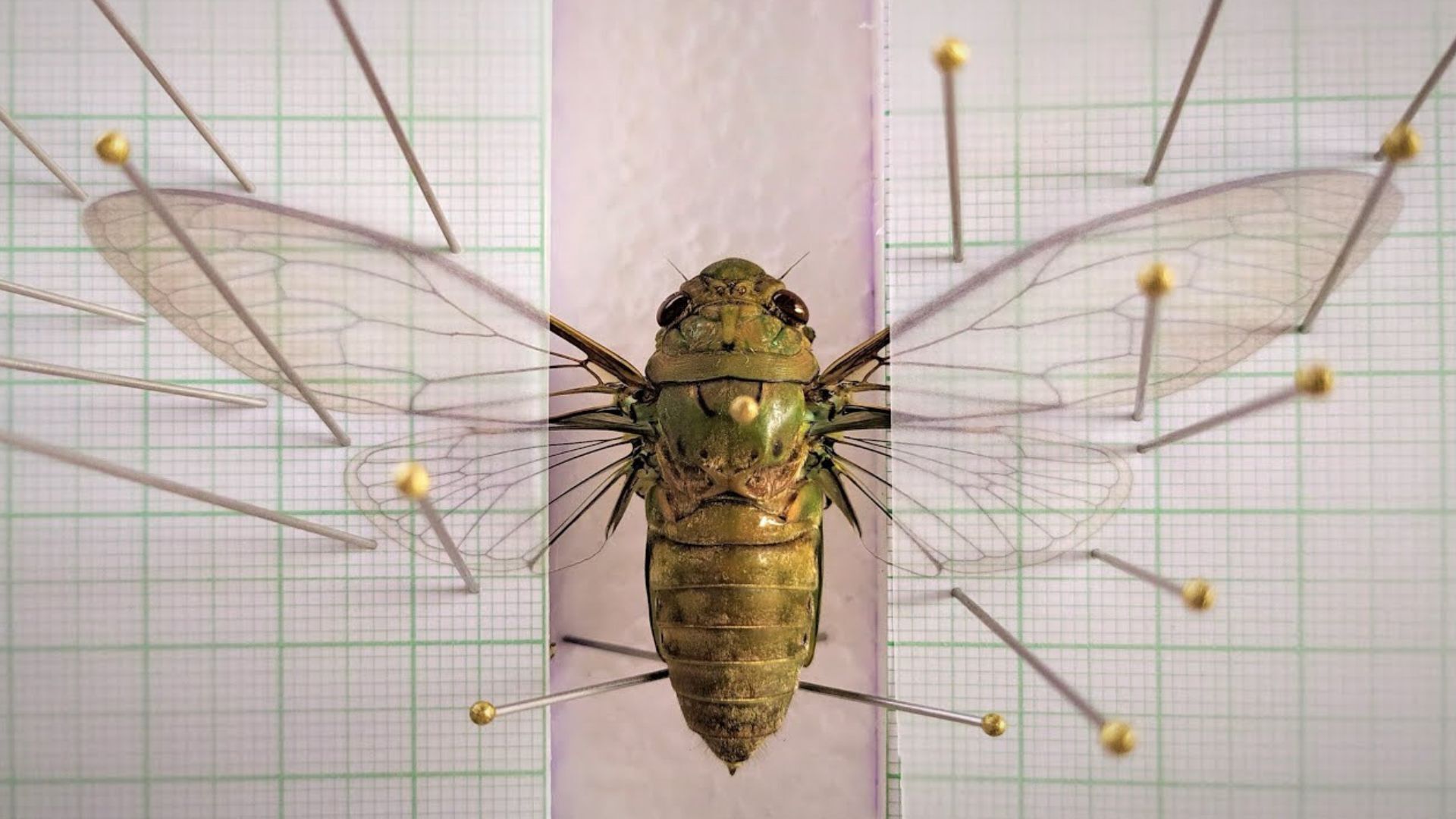 Cicada