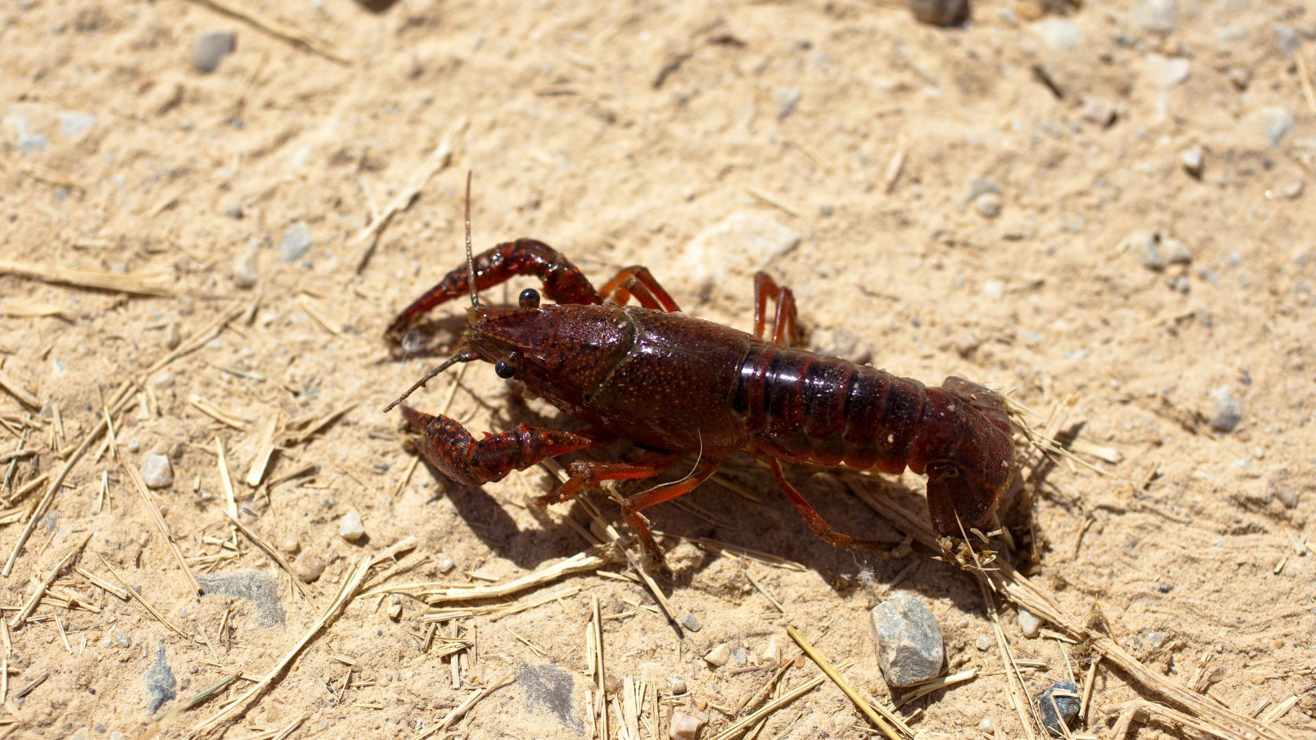 Crayfish