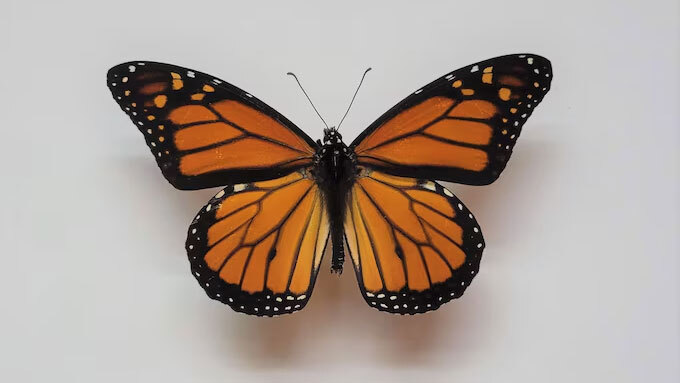 Monarch header