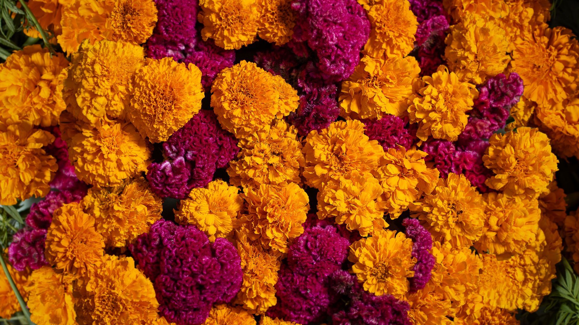 Muertos header