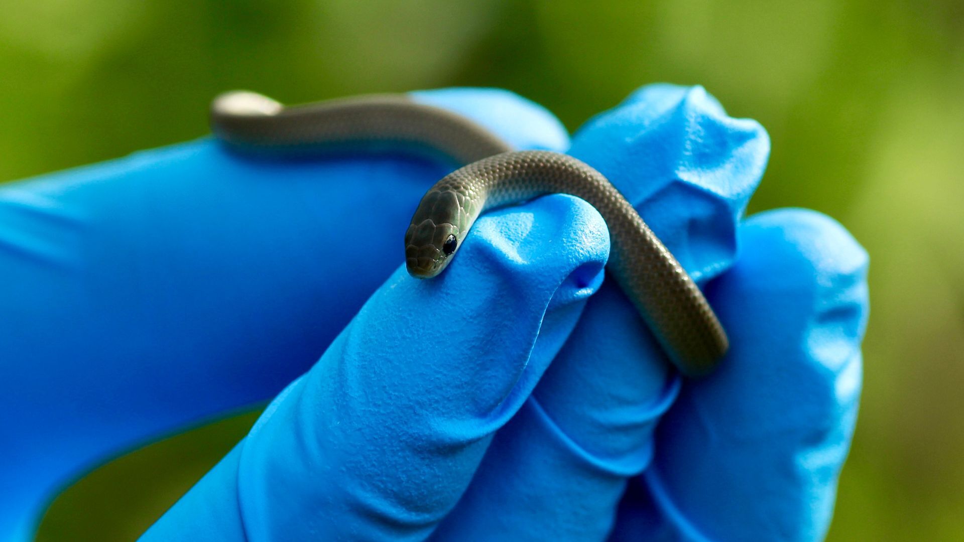 Smooth greensnake header